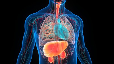 fungsi organ hati bagi tubuh